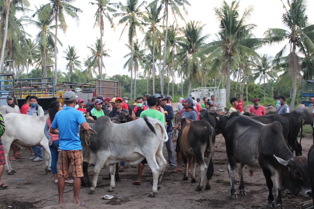 Pia - Negor Farmers Earn Over P400k From Cattle Project