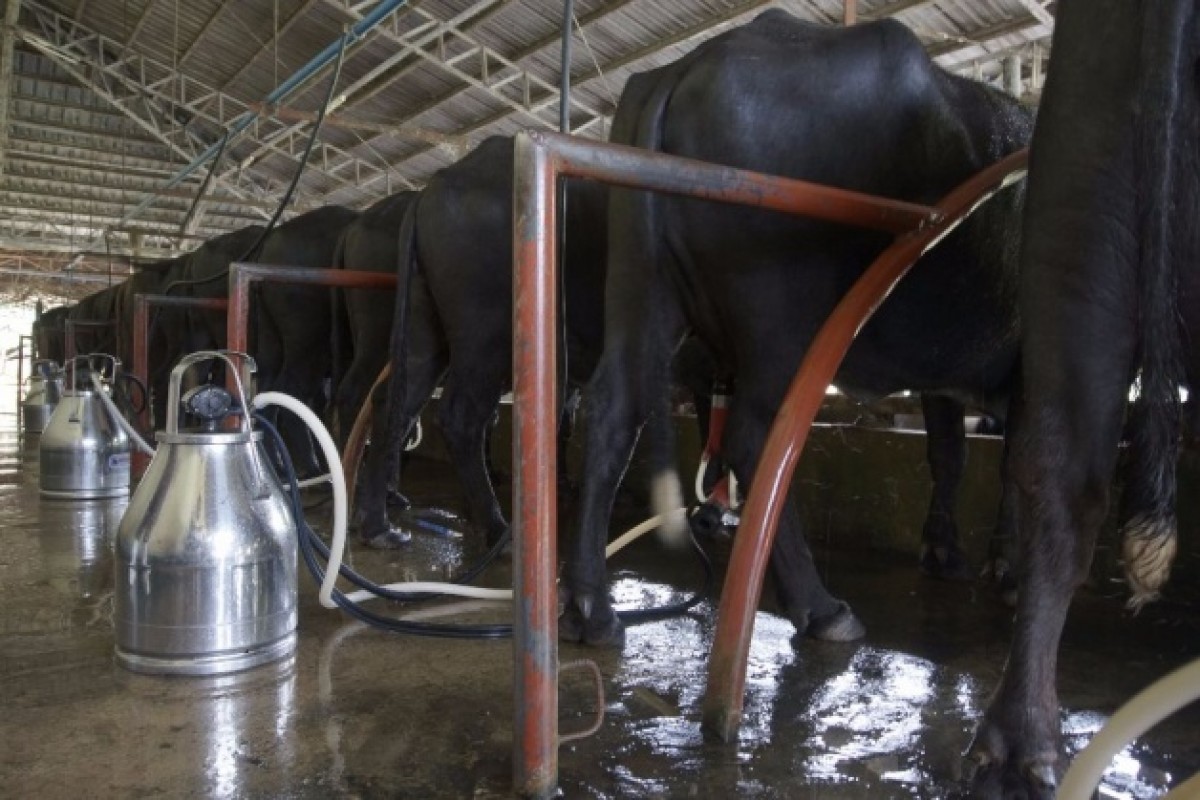 PIA - BODACO: Carabao milk farm gate sells at P70/liter