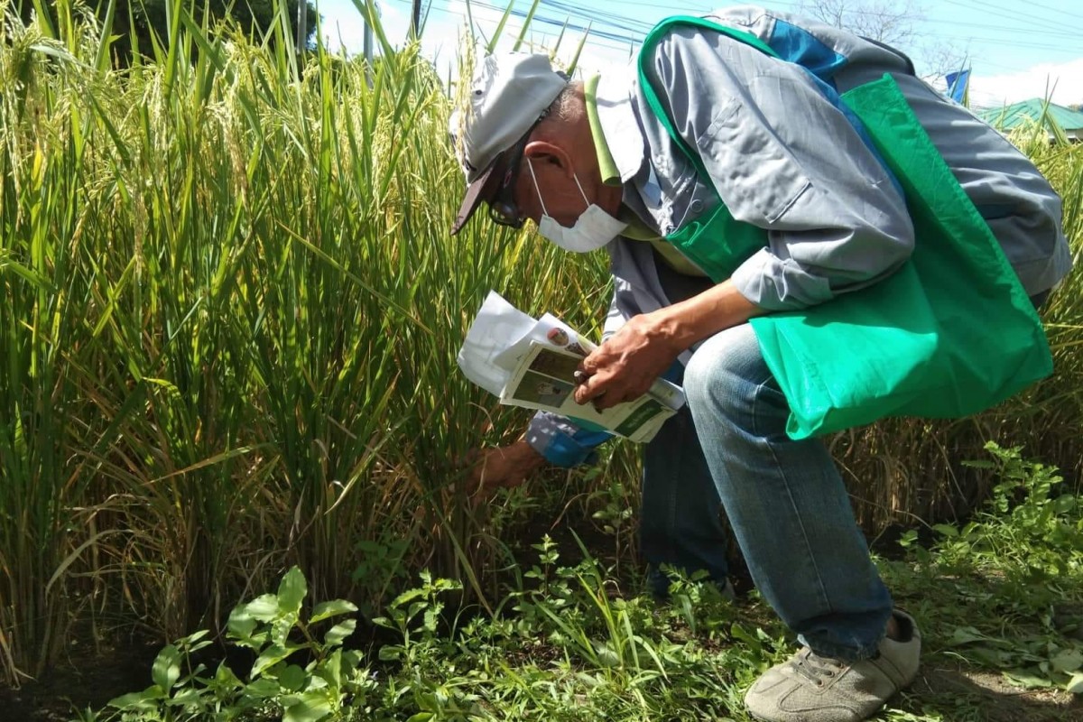 PIA - Bicol, Samar farmers learn modern ways to grow rice