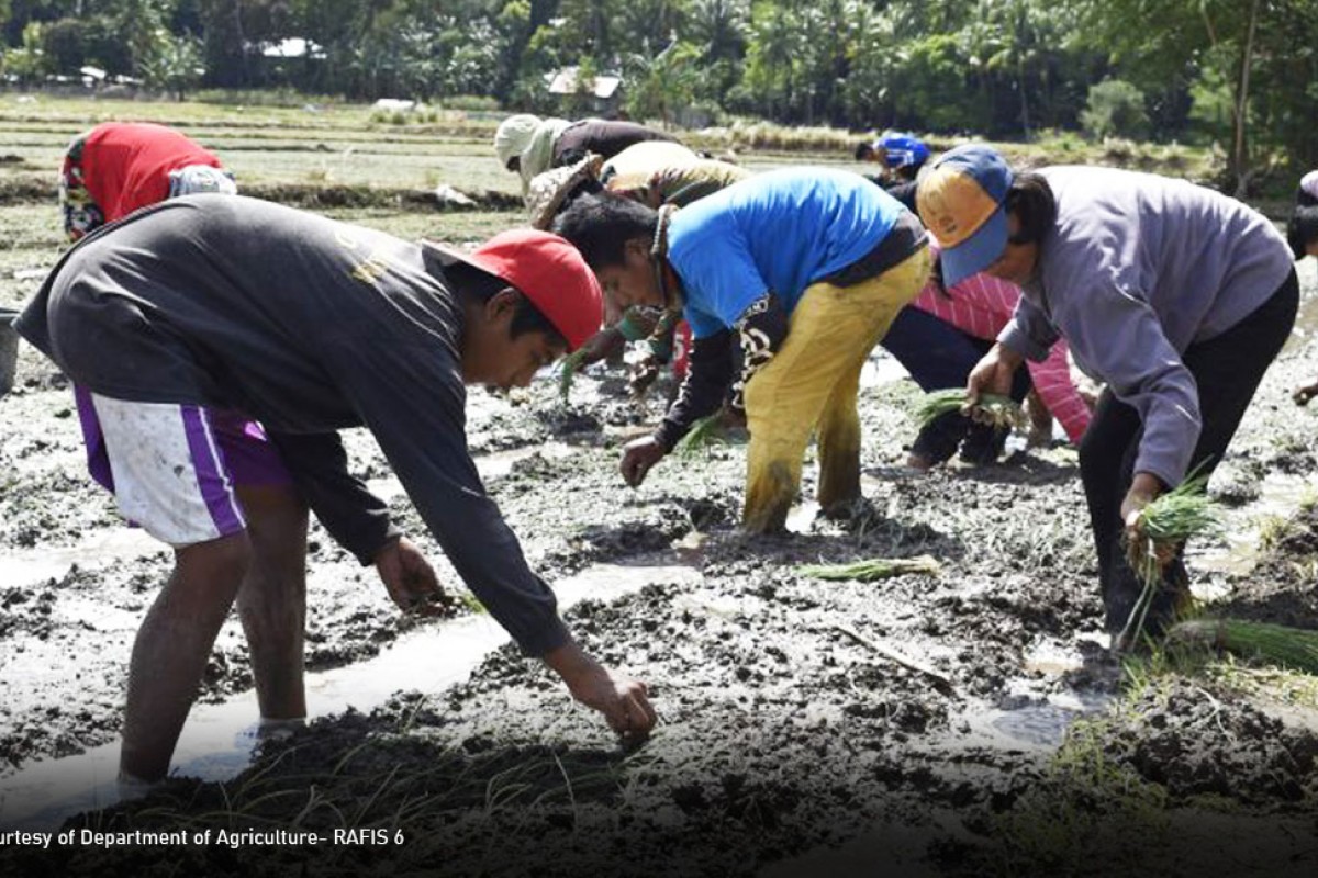 PIA - Iloilo town farmers eye recovery from onion losses incurred in 2022