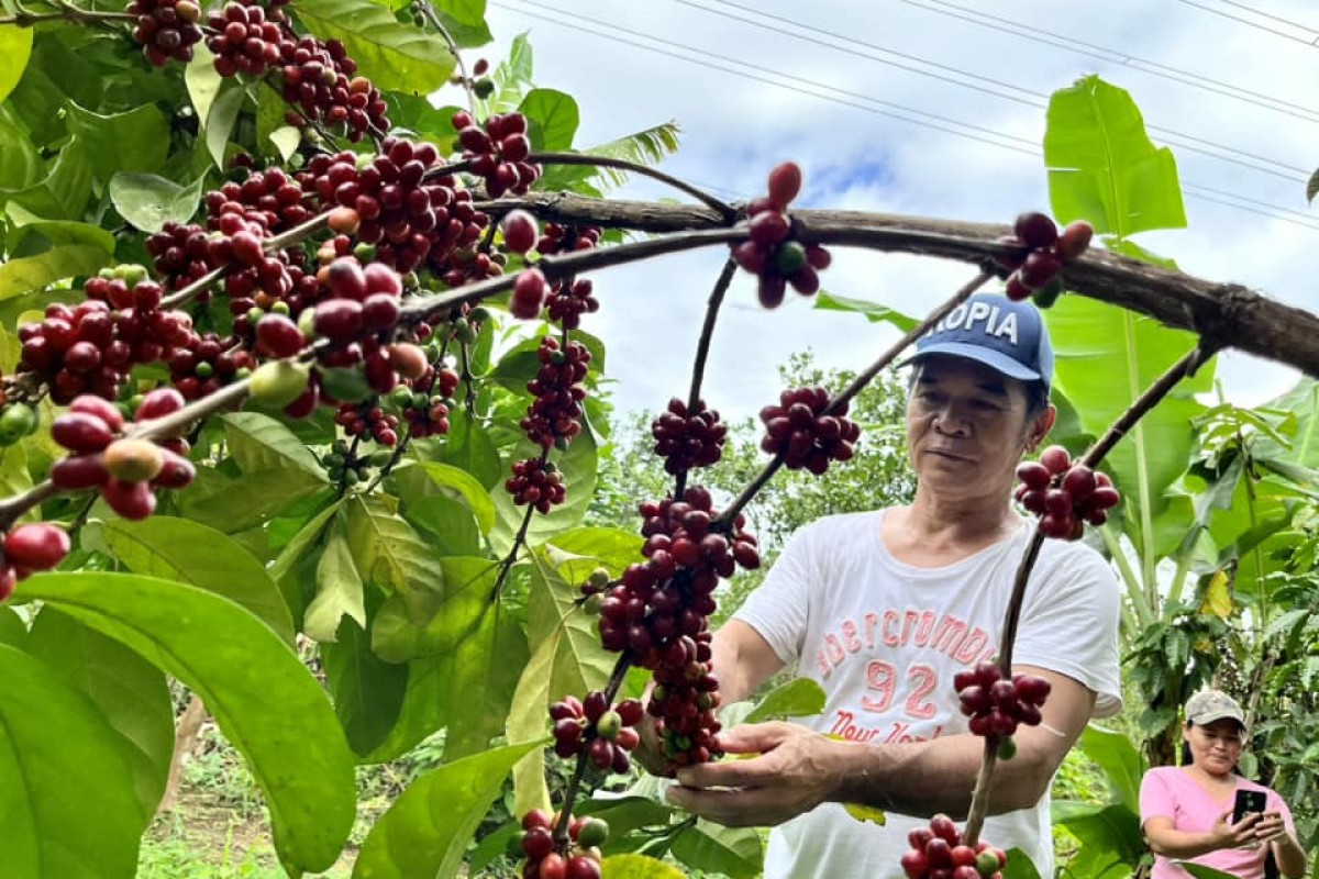 Pia Magandang Ani Ng Kape Sa Cabuyao 3097