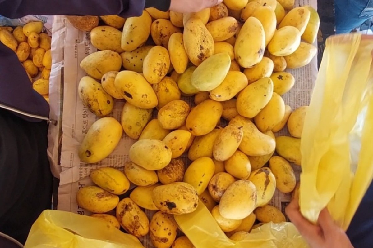 Pia Mga Asosasyon Ng Mango Growers Sa Cotabato Tatanggap Ng Tulong Mula Sa Da 9356