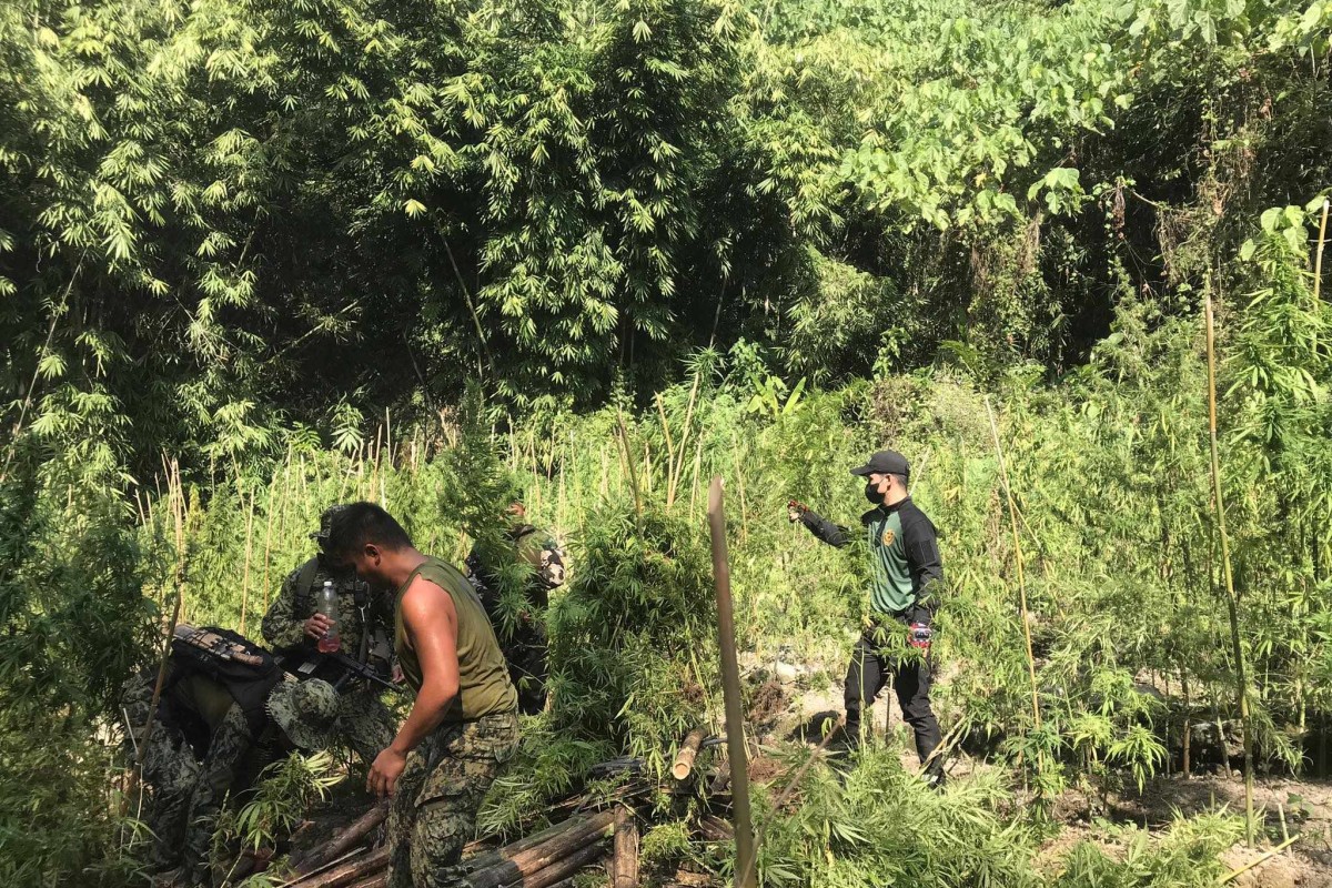 PIA - PDEA destroys marijuana plantation sites in La Union-Ilocos Sur ...